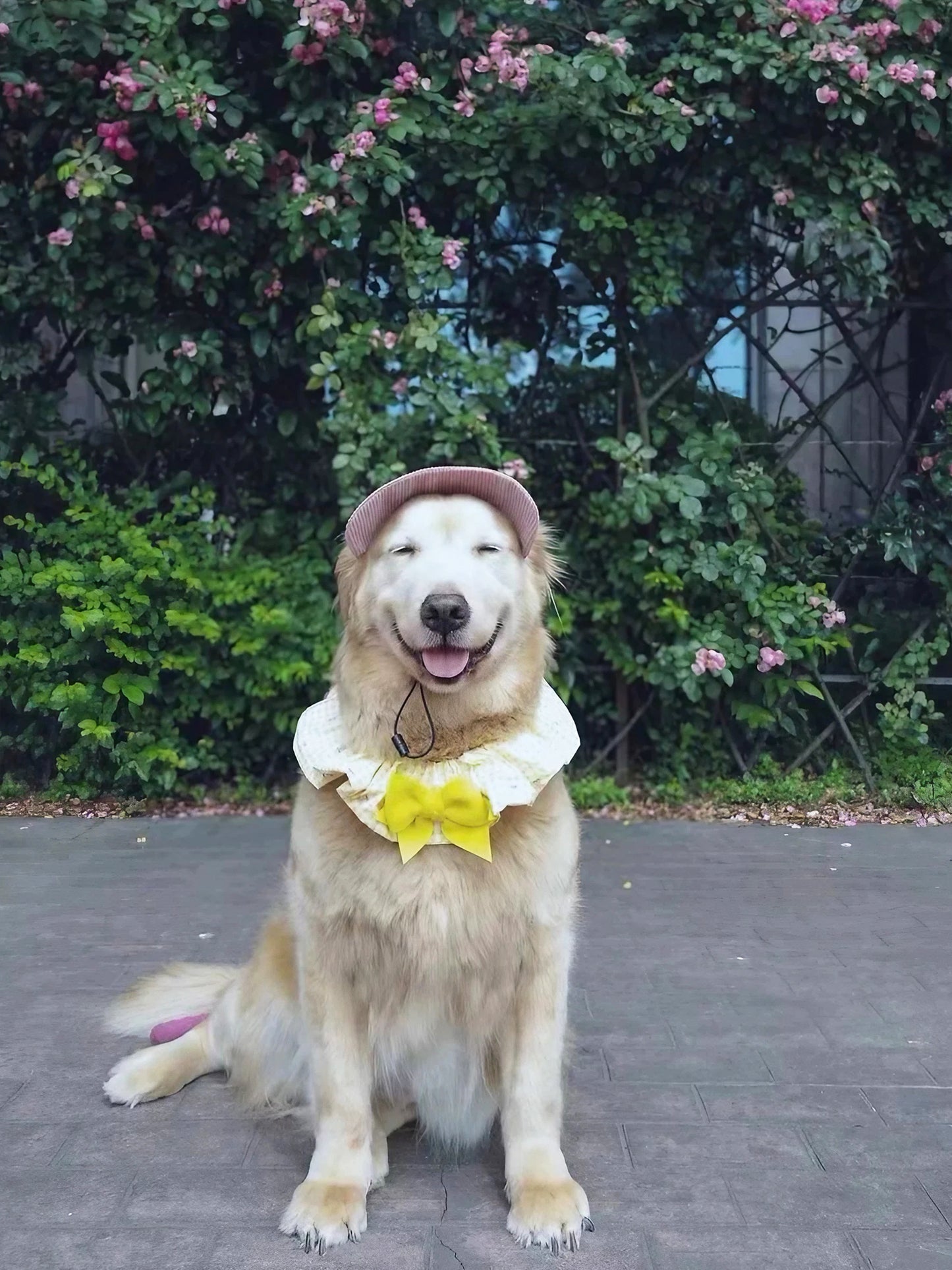 子犬用野球帽